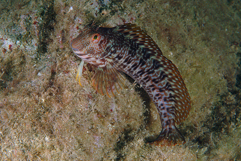 Blennidi